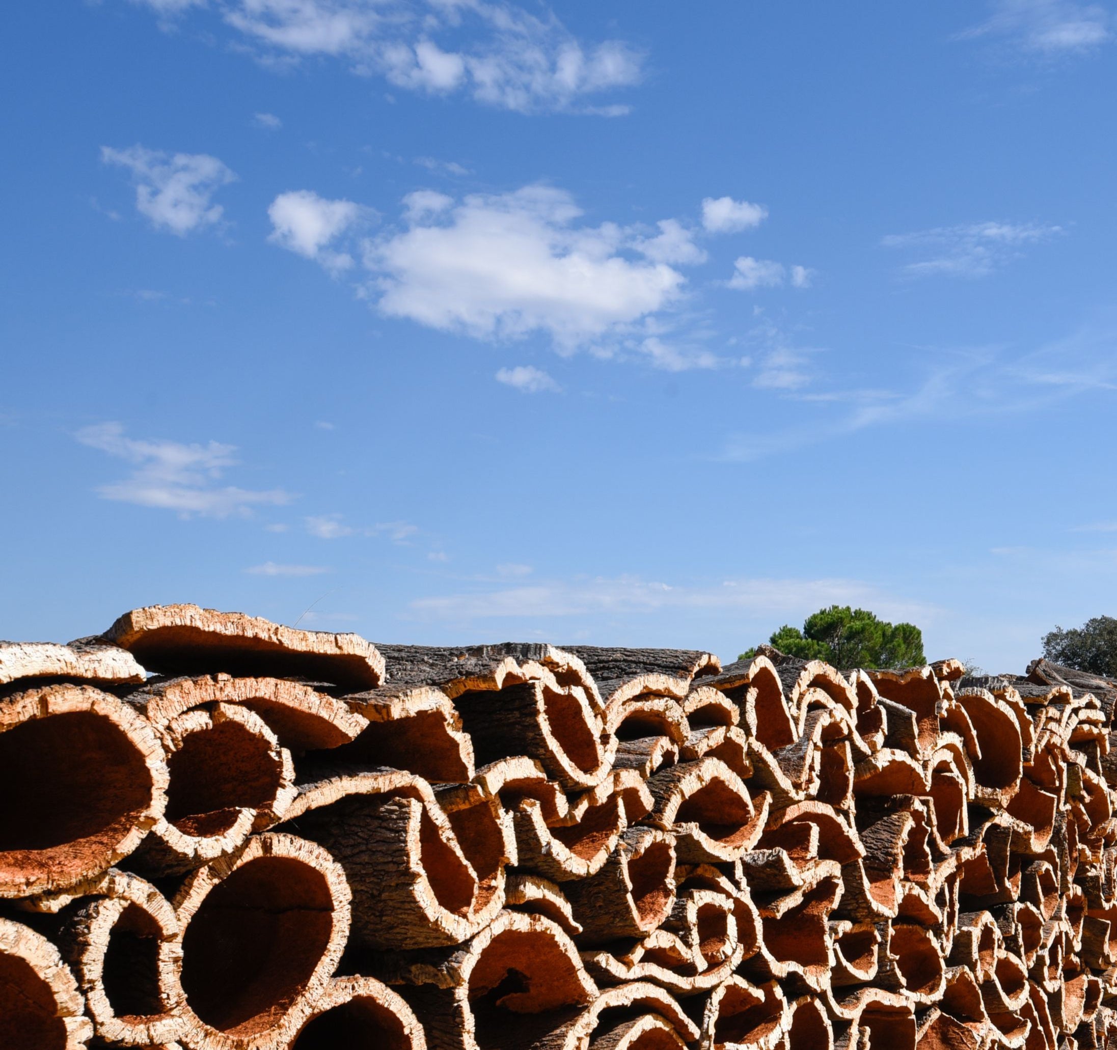 Harvested cork bark in forrest