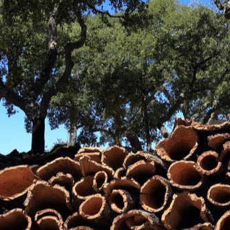 Harvested cork bark in forrest